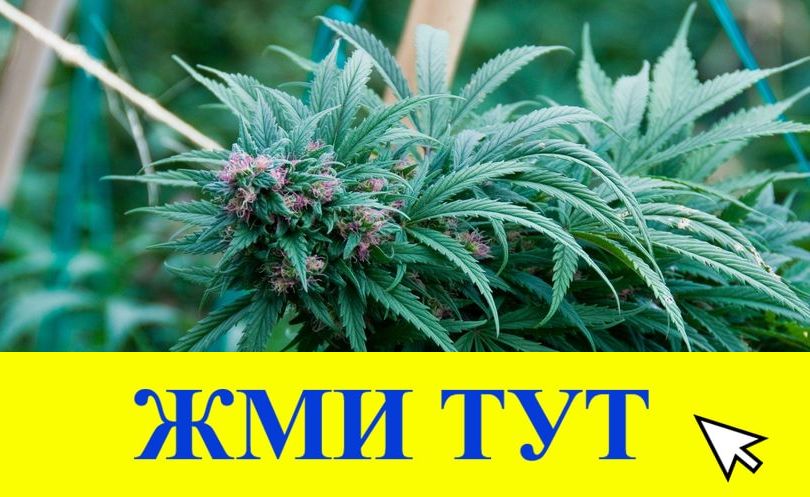 Купить наркотики в Трубчевске